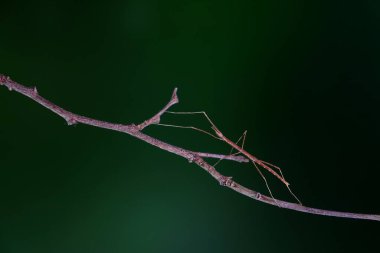 Stick insect or Phasmids (Phasmatodea or Phasmatoptera) also known as walking stick insects, stick-bugs, bug sticks or ghost insect. Brown stick insect camouflaged on tree. Selective focus, copy space clipart