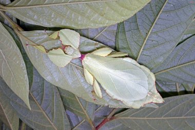 Leaf insect (Phyllium westwoodii), Green leaf insect or Walking leaves are camouflaged to take on the appearance of leaves, rare and protected. Selective focus with blurred green background copy space clipart