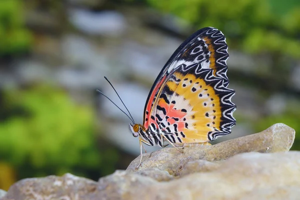 Муха Дрозофила Cethosia Cyane Lacewing Butterfly Мужской Тропических Лесах Пхукета — стоковое фото