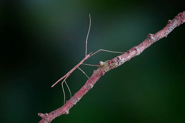 Stick insect or Phasmids (Phasmatodea or Phasmatoptera) also known as walking stick insects, stick-bugs, bug sticks or ghost insect. Brown stick insect camouflaged on tree. Selective focus, copy space