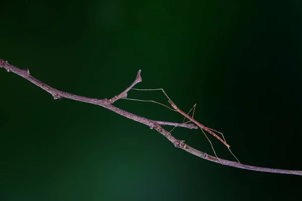 Phasmatodea Phasmatoptera 곤충으로 도알려져 나뭇가지 위장되어 — 스톡 사진