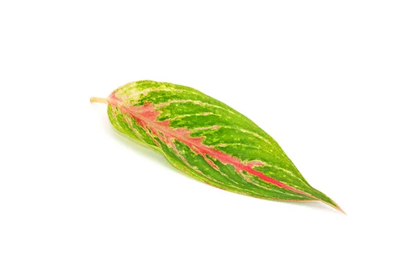 천연색 Aglaonema Leaf 배경에 분리되어 Aglaonema Araceae 꽃식물이다 그리고 상록수로 — 스톡 사진