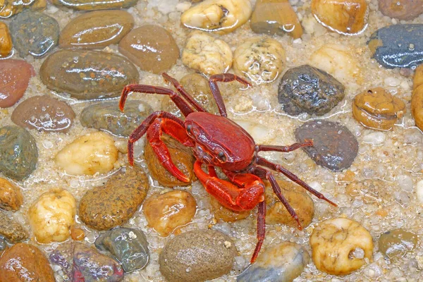 Červený Krab Phricotelphusa Limula Muž Jeden Nejkrásnějších Sladkovodních Krabů Jeho — Stock fotografie