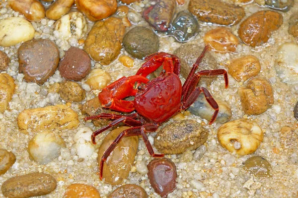 Crabe Des Terres Rouges Phricotelphusa Limula Mâle Des Beaux Crabes — Photo