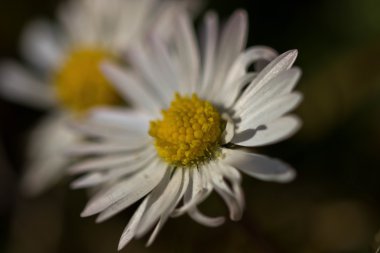 Margherite durante la fioritura estiva