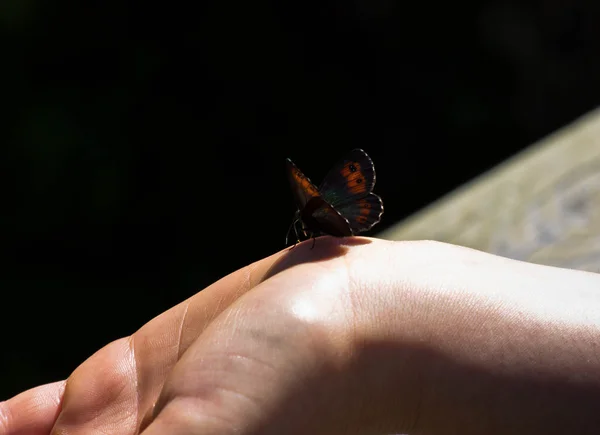 Mariposa negra y roja — Foto de Stock