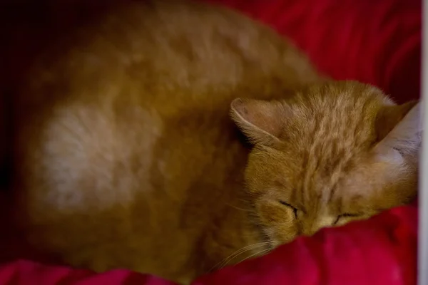 Dormindo gato laranja — Fotografia de Stock