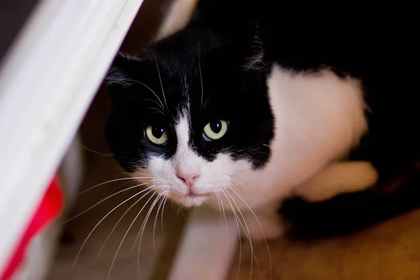 La mirada del gato — Foto de Stock