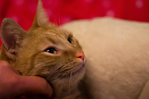 Kanepede Hırıltı Bir Kedi Bakışları — Stok fotoğraf