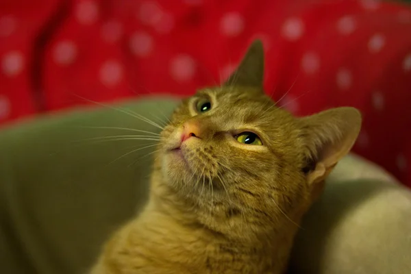 Gato Curioso Mirando Fotógrafo — Foto de Stock