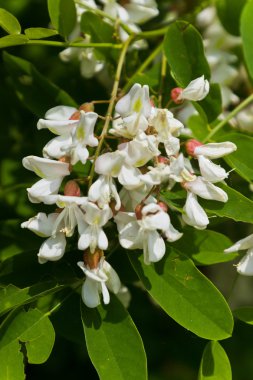 Güneşte beyaz çiçekler