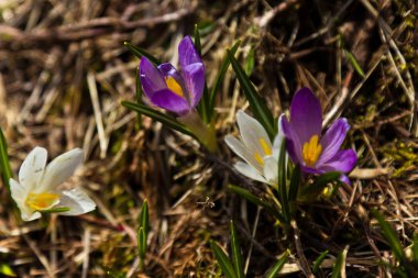 ilkbaharda büyüyen bitkisi