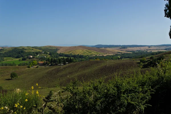 イタリアのトスカーナの丘のワイン — ストック写真