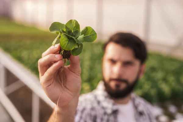 Agricultor borroso examinando plántulas de lechuga —  Fotos de Stock