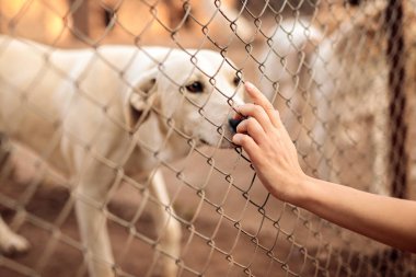 Mahsul insan başıboş köpekle kafese dokunuyor.