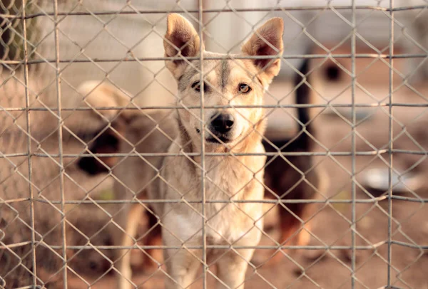 Собака ждет хозяина в клетке в приюте для животных — стоковое фото