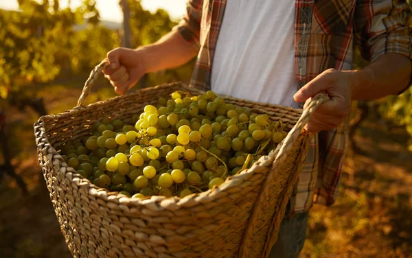 Hodowca roślin uprawnych niosący kosz z winogronami — Zdjęcie stockowe