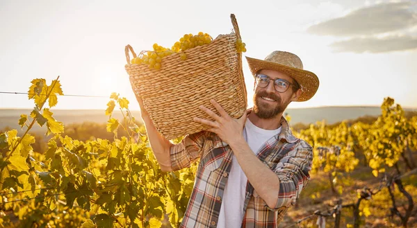 Agricultor positivo transportando cesta com uvas — Fotografia de Stock