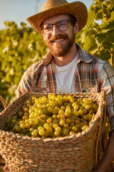 Веселий фермер з кошиком зі свіжого винограду — стокове фото
