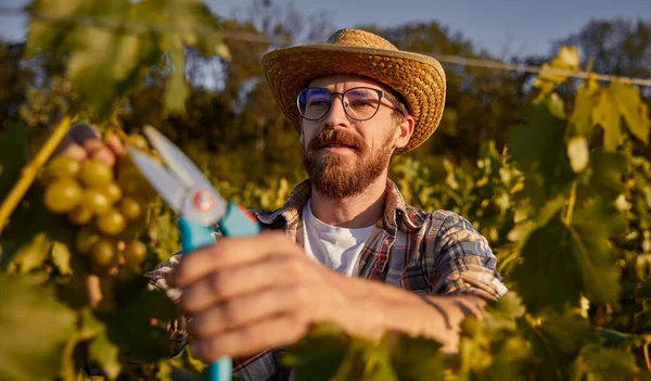 Wijnmaker met baard die druiven oogst op de boerderij — Stockfoto