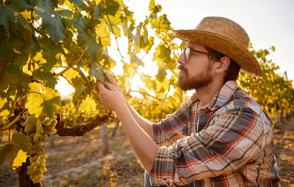 Agricultor masculino examinando folhas de uva — Fotografia de Stock