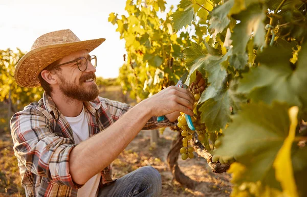 Cheerful farmer harvesting grapes in vineyard — Stock Photo, Image