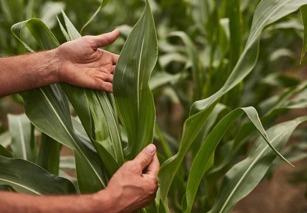 Cultivador examinando planta de milho — Fotografia de Stock