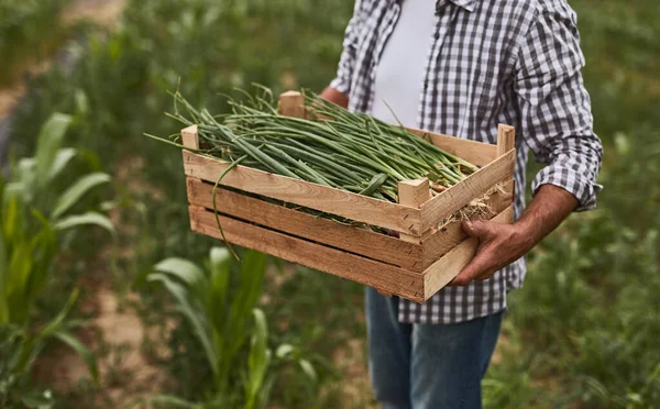 Cultivador con cebolla verde en caja —  Fotos de Stock