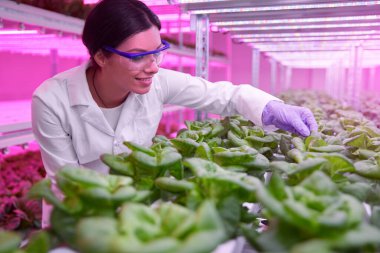 İspanyol tarım uzmanının serada marulla ilgilenmesine sevindim.