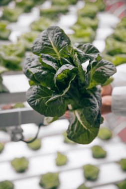 Tanımlanamayan bahçıvan olgunlaşmış marul gösteriyor.