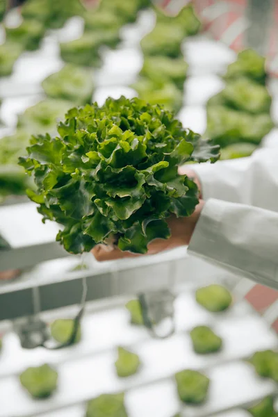 Неузнаваемый садовник со свежим салатом — стоковое фото