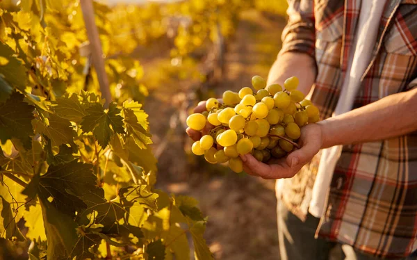 Crop farmer showing ripe grapes — Zdjęcie stockowe