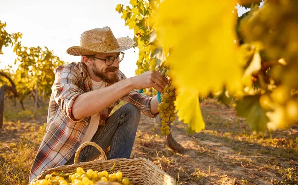 Homem barbudo colhendo uvas na fazenda — Fotografia de Stock