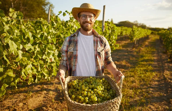 Agricultor barbudo carregando cesta com uvas durante a colheita — Fotografia de Stock