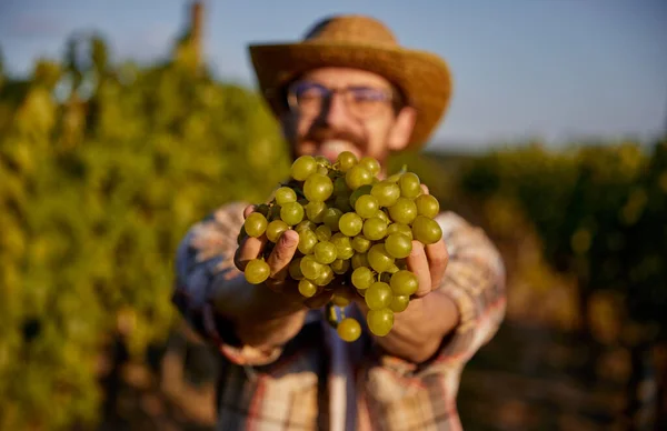 Agricultor masculino mostrando uvas para câmera — Fotografia de Stock
