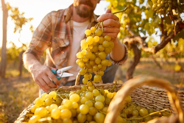 Ogrodnik roślin uprawnych wkładający winogrona do koszyka — Zdjęcie stockowe