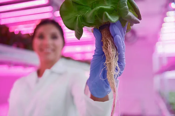 Женщина показывает зеленое растение с корнем в теплице — стоковое фото