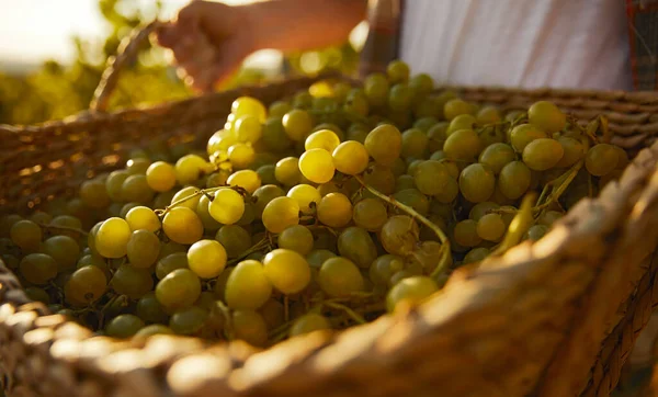 Agricultor irreconhecível transportando cesta com uvas — Fotografia de Stock