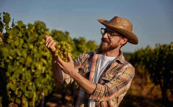 Agricultor feliz examinando uvas maduras — Fotografia de Stock