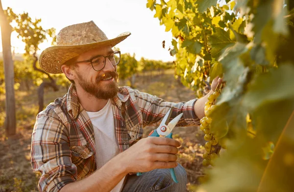 Smiling winemaker picking ripe grapes — Stock Photo, Image