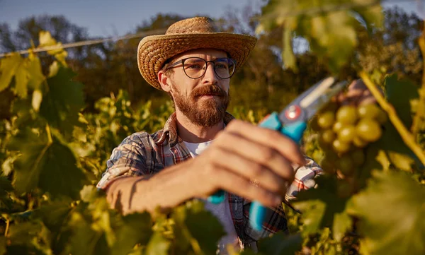 Rijpe landbouwer die druiven oogst op wijngaard — Stockfoto