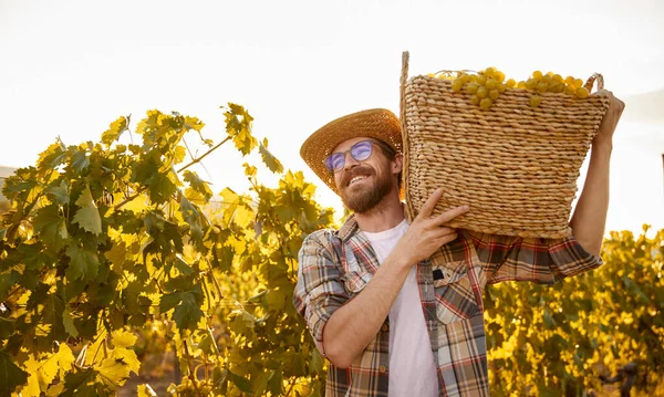 Happy farmer carrying basket with grapes — Stock Photo, Image