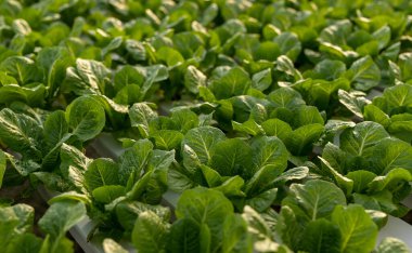 Hidroponik serada yetişen yeşil marul.