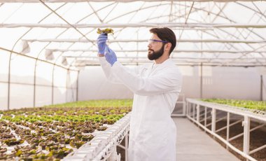 Agronomist, hidroponik cam evindeki bitkileri inceliyor.