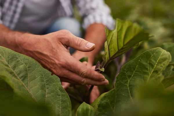 Agricultor que examina as folhas de plantas — Fotografia de Stock