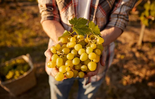 Rolnik z gronem winogron — Zdjęcie stockowe