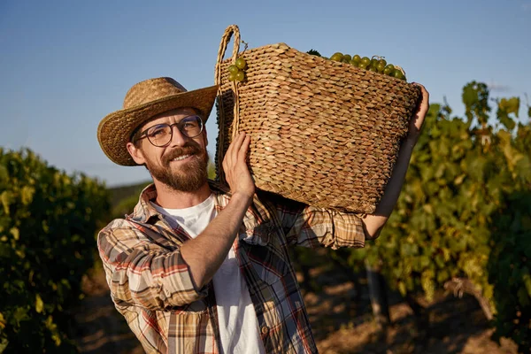 Agricultor com cesta de uvas no campo — Fotografia de Stock