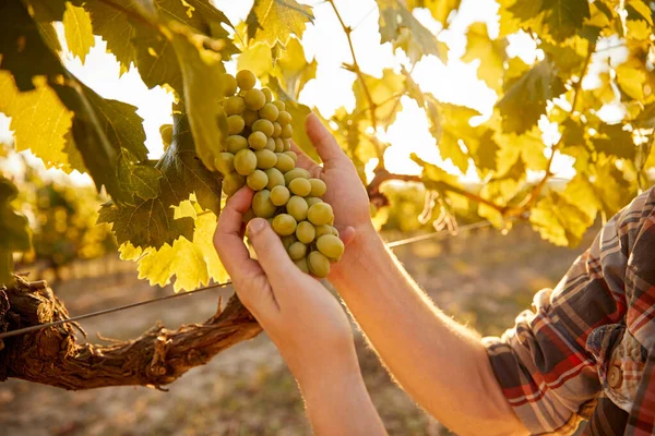 Rolnik zbioru winogron w winnicy — Zdjęcie stockowe