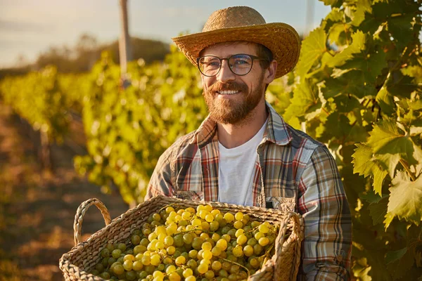 Enólogo sorridente que vindima uvas no campo — Fotografia de Stock