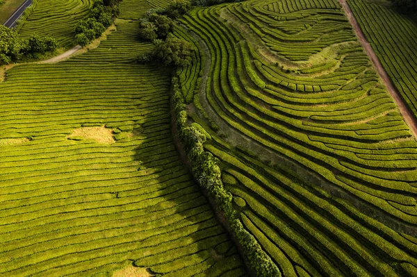 Plantaciones de té verde paisaje aéreo —  Fotos de Stock